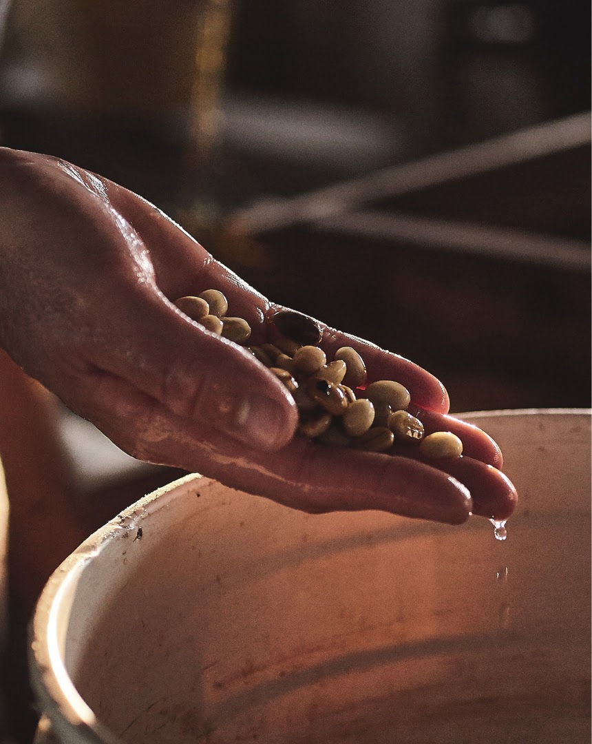 grano de café descafeinado despues de pasarlo por agua