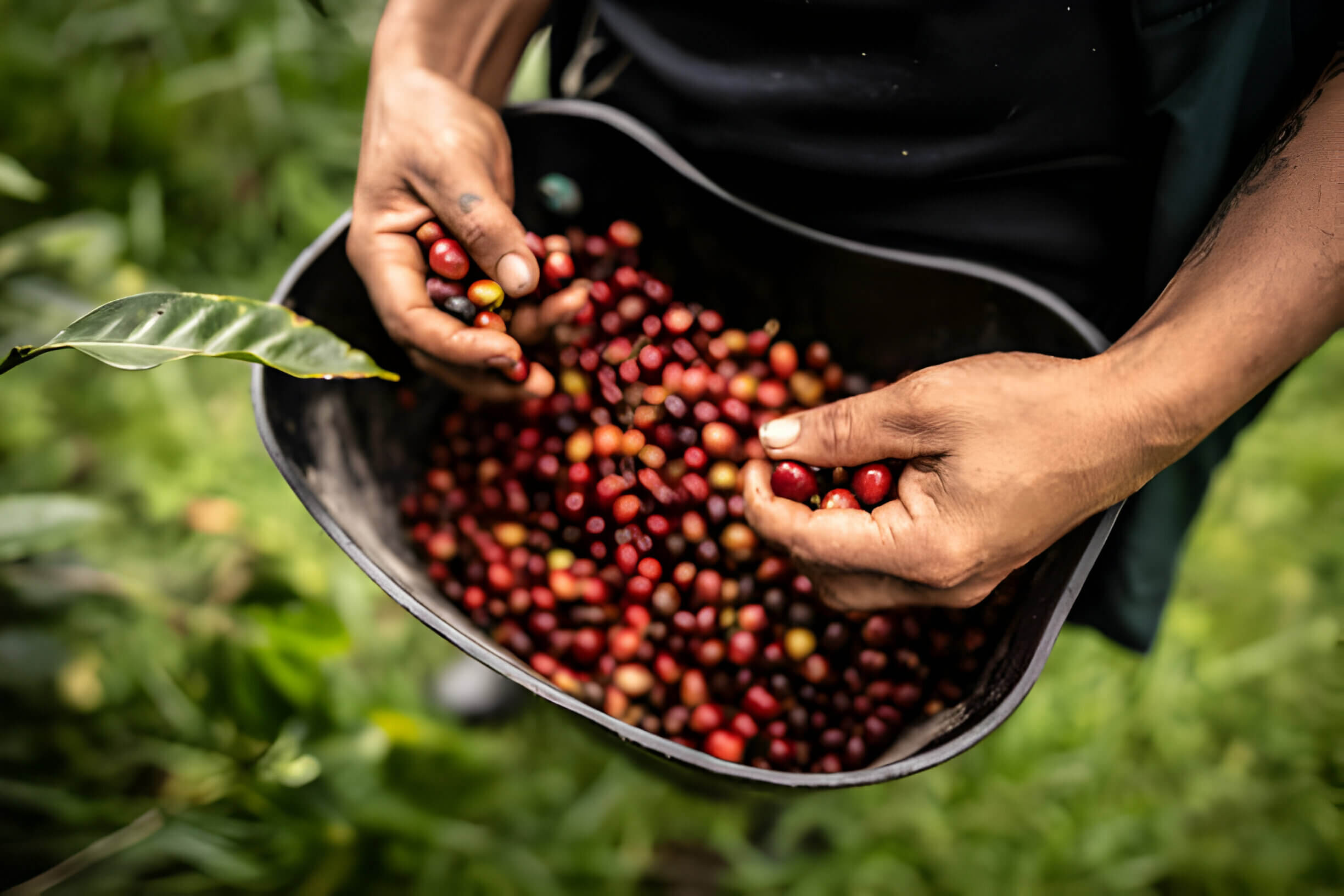 fruto de café en una canasta