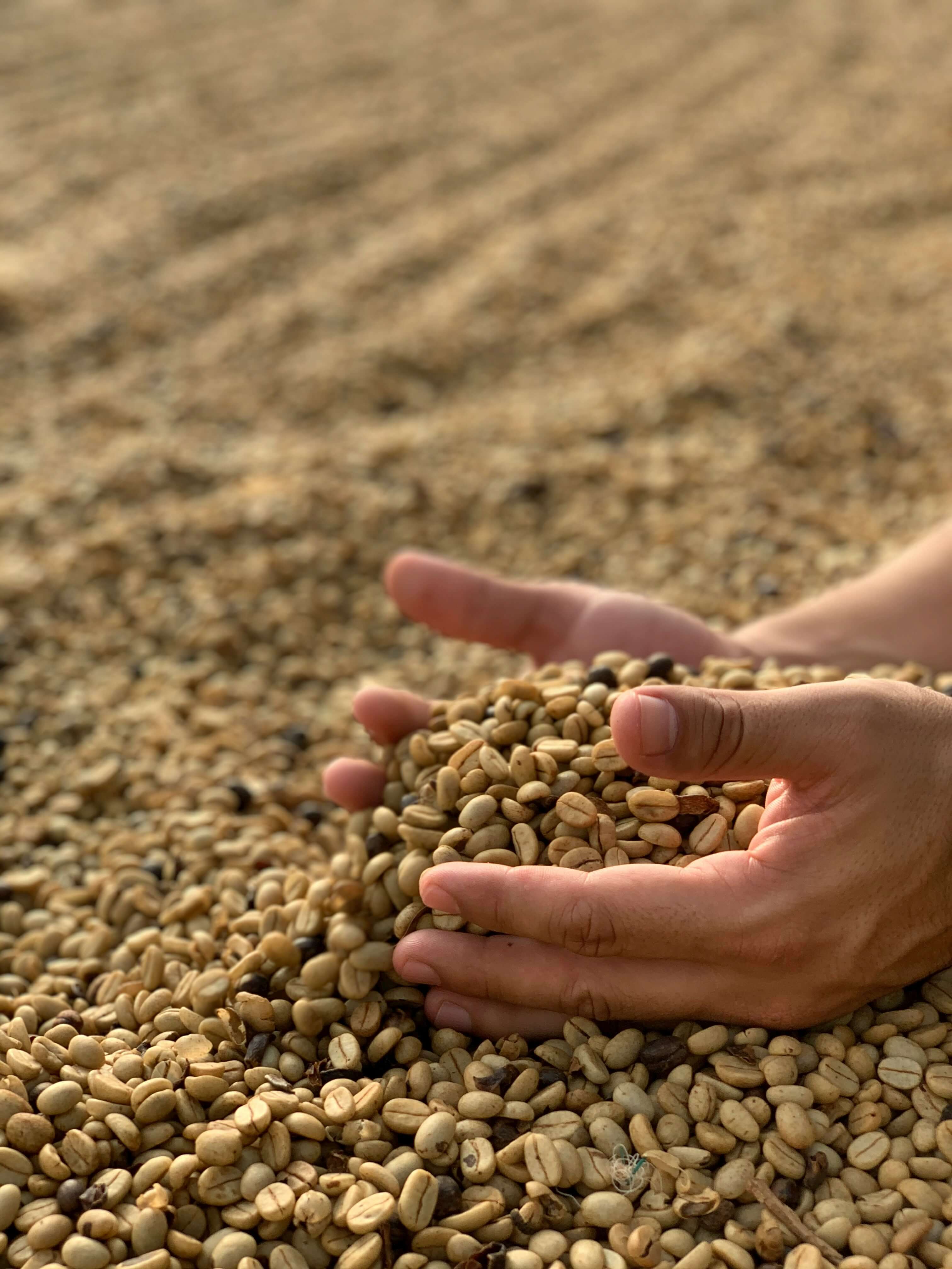 grano de café seco después del proceso